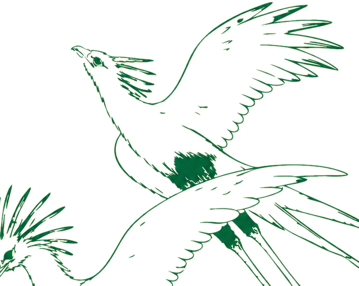 Secretary bird development artwork